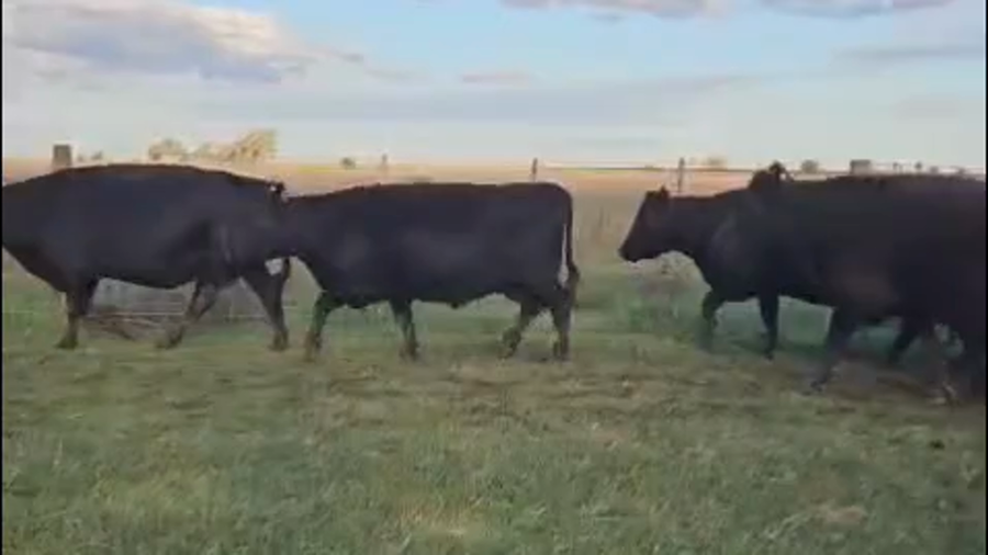 Lote 45 Vacas CUT preñadas