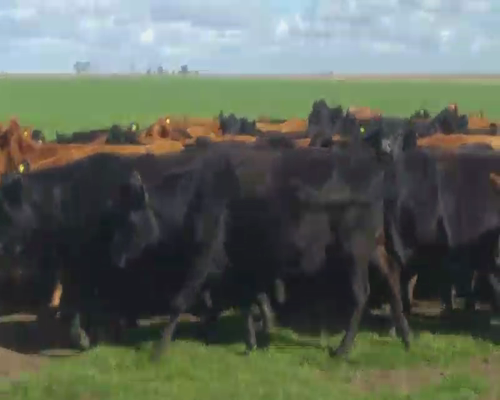 Lote 35 Vacas CUT  en Buenos Aires, Laprida