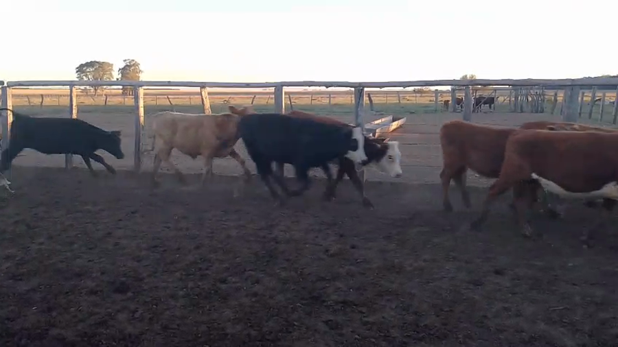 Lote 42 Terneros en Corrientes, Paso de Los Libres