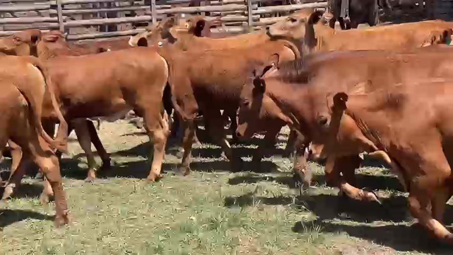 Lote 200 Terneras en Gral. San Martín, Chaco