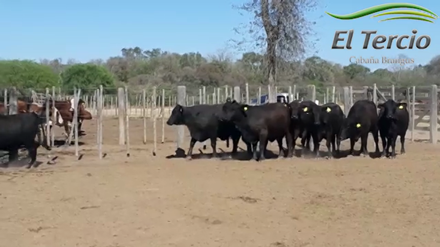Lote Vaquillona