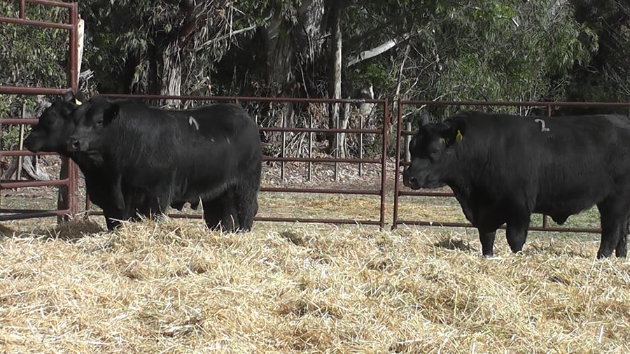 Lote TOROS PUROS DE PEDIGREE