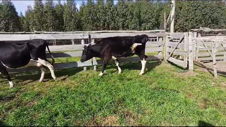 Lote VACAS INDUSTRIA