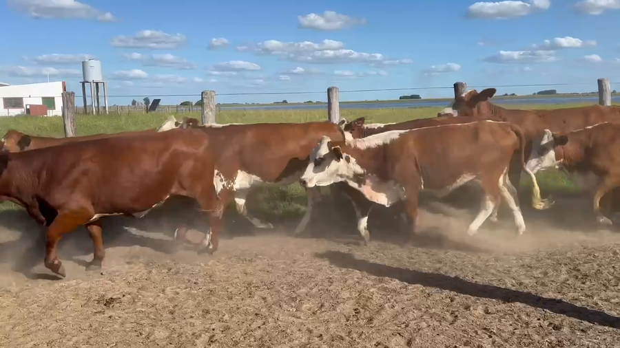 Lote 90 Vaquillonas P/ entorar en Corrientes, Yataití Calle