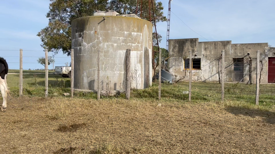 Lote NOVILLOS 1 a 2 AÑOS