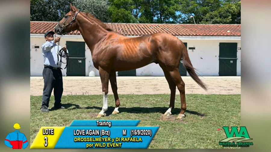 Lote LOVE AGAIN (Brz)