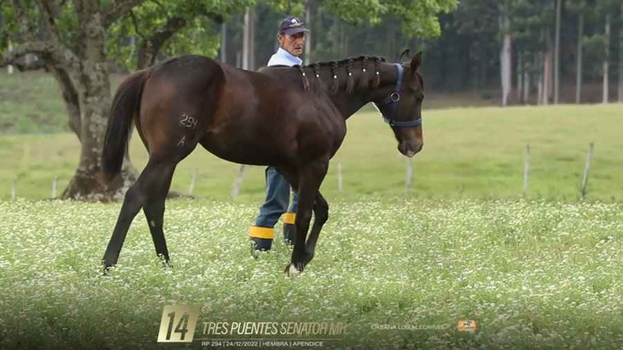 Lote Yeguarizos a remate en 6° Remate Especial de Velocidad, Montevideo