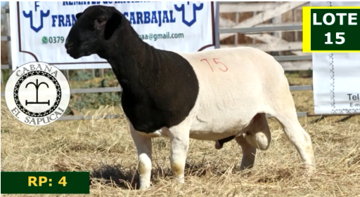 Lote OVINOS MACHOS 15