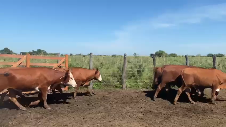 Lote 45 Novillos en Corrientes, San Lorenzo