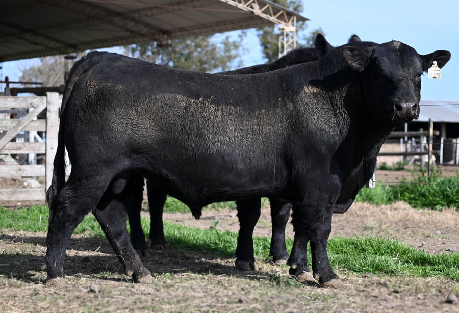 Lote TOROS PUROS DE PEDIGREE