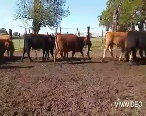 Lote 60 Terneros/as en Gral. Rodríguez, Buenos Aires