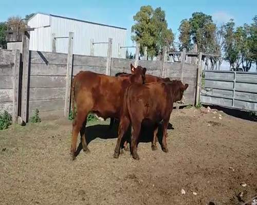 Lote (Vendido)4 Vaquillonas  430kg -  en AGRACIADA
