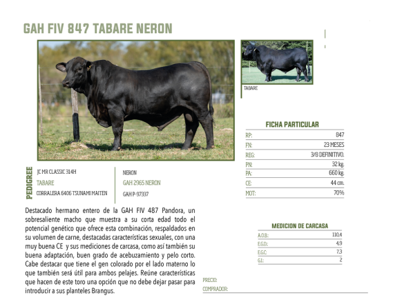 Lote LOTE 51