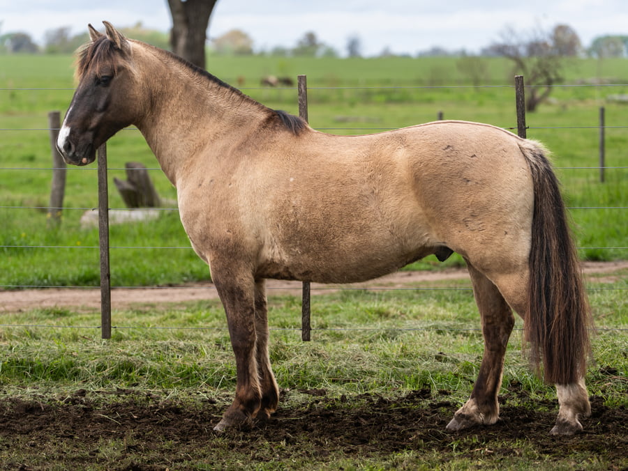 Lote Medianoche Aureliano
