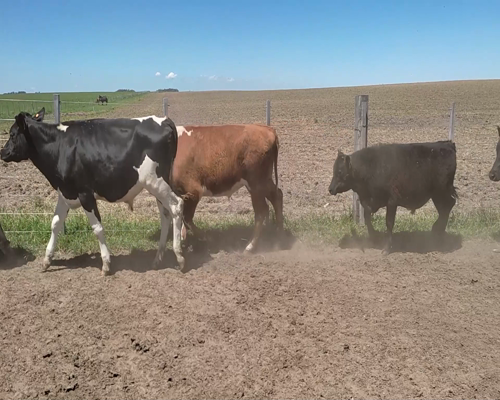 Lote (Vendido)13 Novillos 10 HO,  2 AA X HO,  1 RA X NO a remate en #11 Remate de Pantalla 318kg - , Colonia