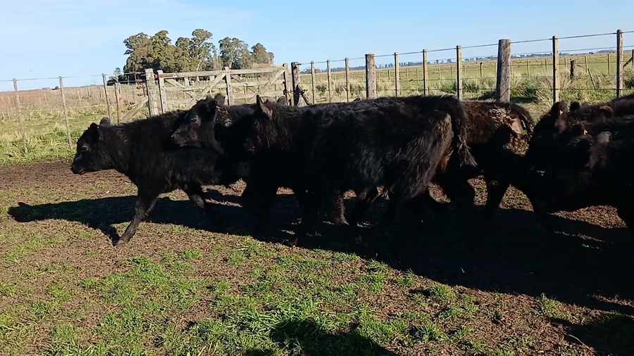 Lote 60 Terneros EN RAUCH