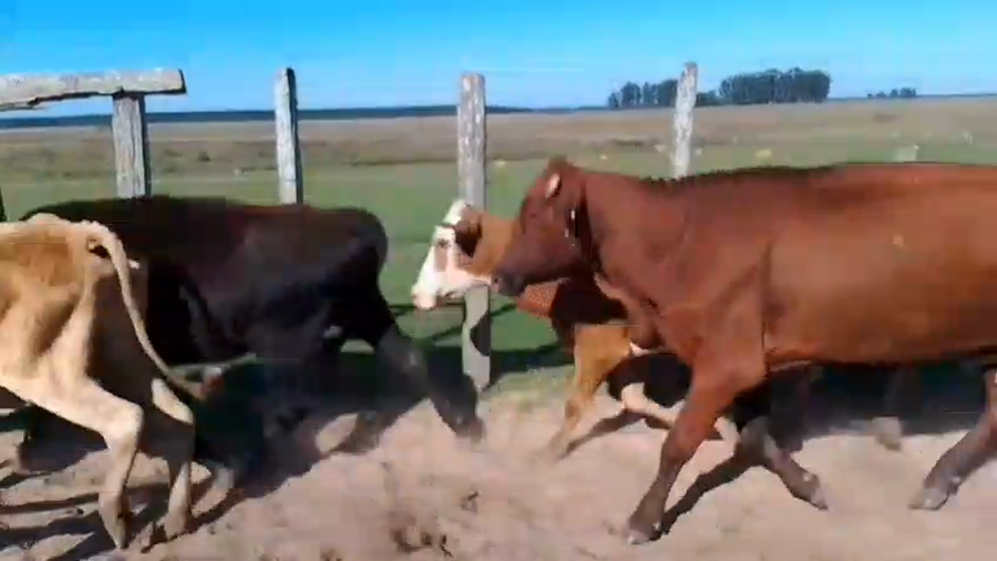 Lote 15 Vacas p/ invernar en Corrientes, Virasoro