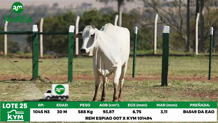 Lote Lote 25