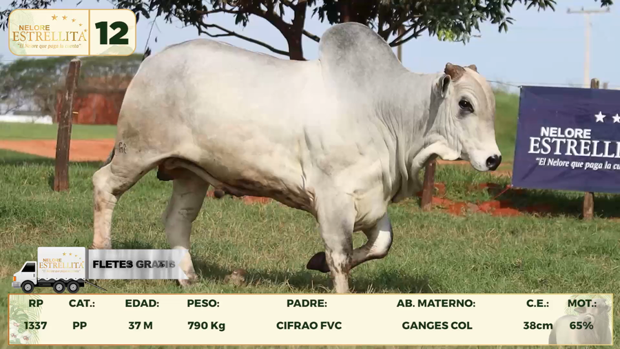 Lote LOTE 12