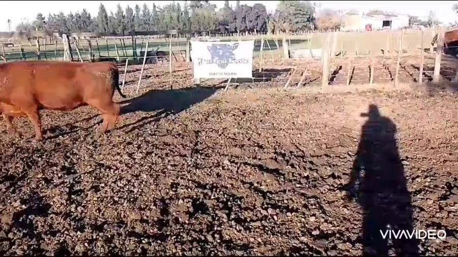 Lote 26 Vaquillonas en Cañuelas, Buenos Aires