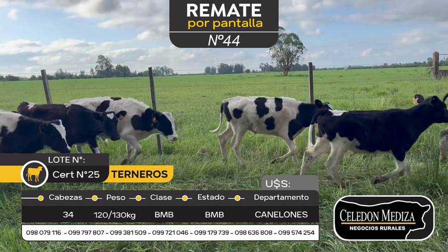 Lote 34 Terneros en Canelones