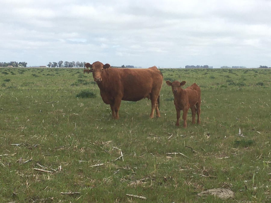 Lote 45 Vacas medio uso C/ cria