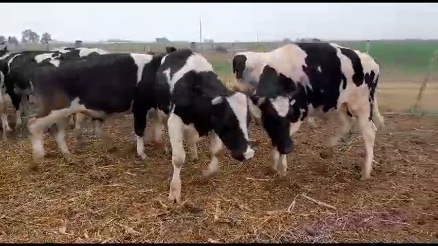 Lote 30 Novillos Holando Argentino en San Guillermo, Santa Fe