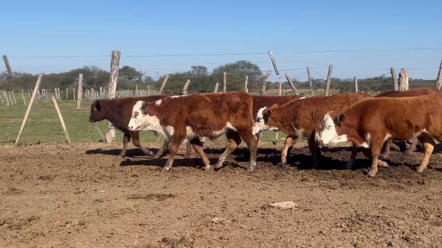 Lote 51 Terneros/as en Corrientes, Curuzú-Cuatiá