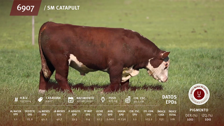 Lote Toros a remate en Remate anual Ñu Porá 2023, Paysandú