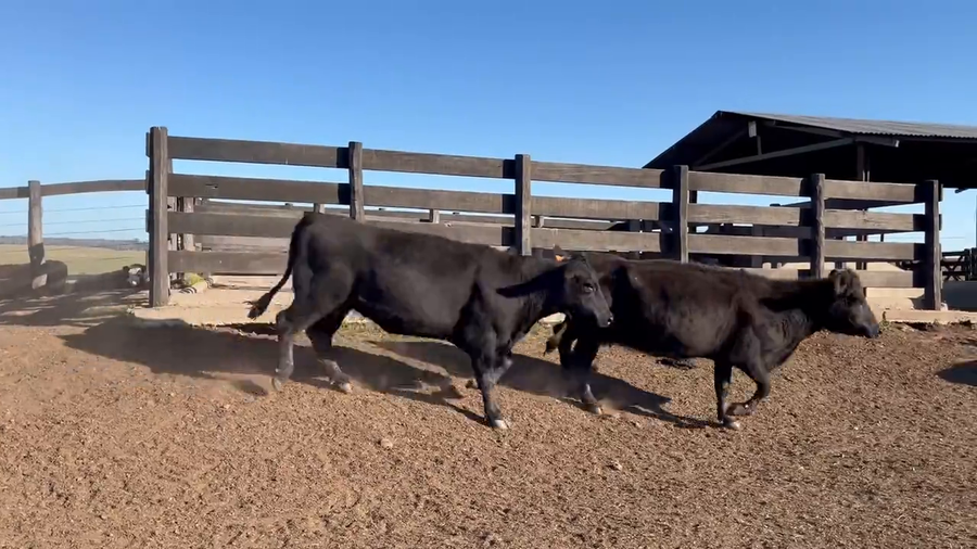 Lote Vacas Preñadas