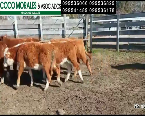 Lote 25 Terneros en Miguelete, Colonia