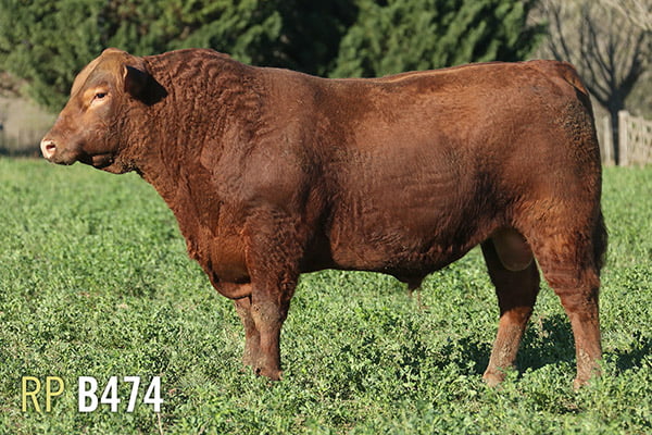 Lote 3 TOROS PUROS DE PEDIGREE