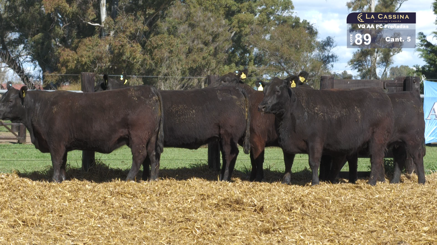 Lote VAQUILLONAS A. ANGUS PC PREÑADAS  PARICION OTOÑO NEGRAS