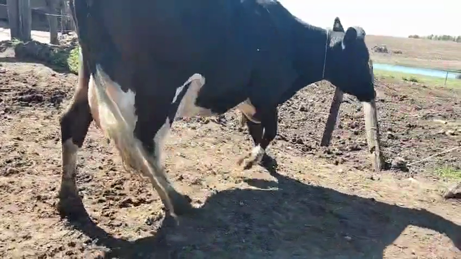 Lote Vaquillonas  a remate en Pantalla Camy, San José