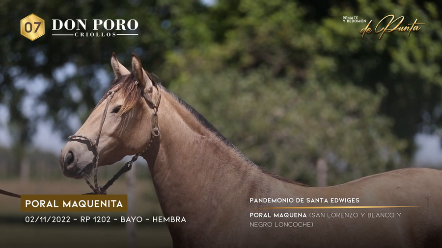 Lote PORAL MAQUENITA