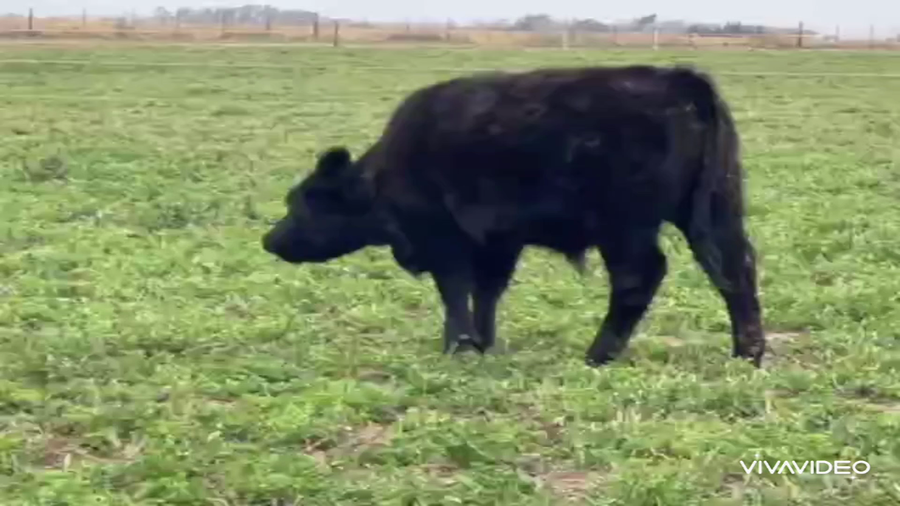 Lote 75 Novillitos en Sampacho, Córdoba