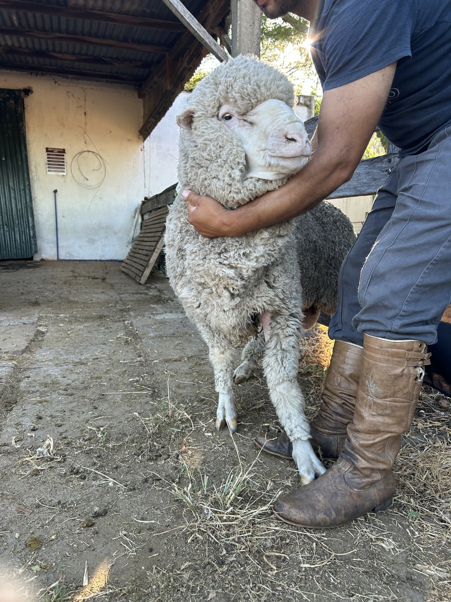 Lote Borrego 4/6D (MO: Si)