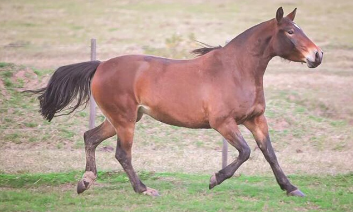 Lote TALUDA PAULISTA
