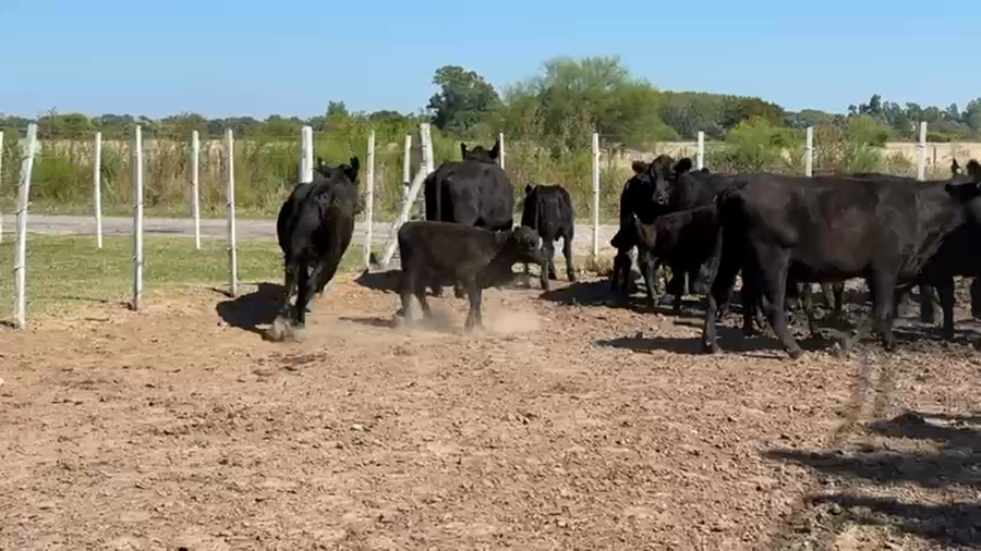 Lote 16 AL CORTE NUEVAS Y CON SERVICIO