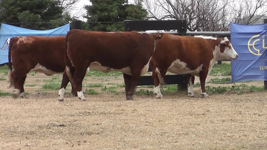 Lote VAQ.  P. HEREFORD PREÑADAS PARICION OTOÑO