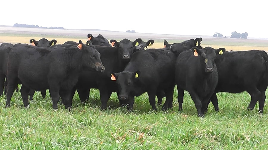 Lote VAQ. A. ANGUS NEGRAS MAS C/GTÍA DE PREÑEZ