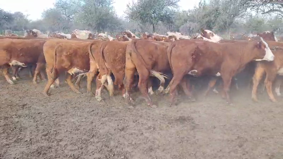 Lote 65 Vaquillonas C/ gtia de preñez en Villaguay, Entre Ríos