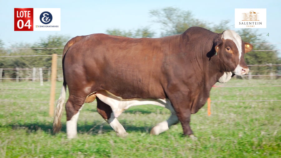 Lote LOTE 4 - TORO BRAFORD NO. 6