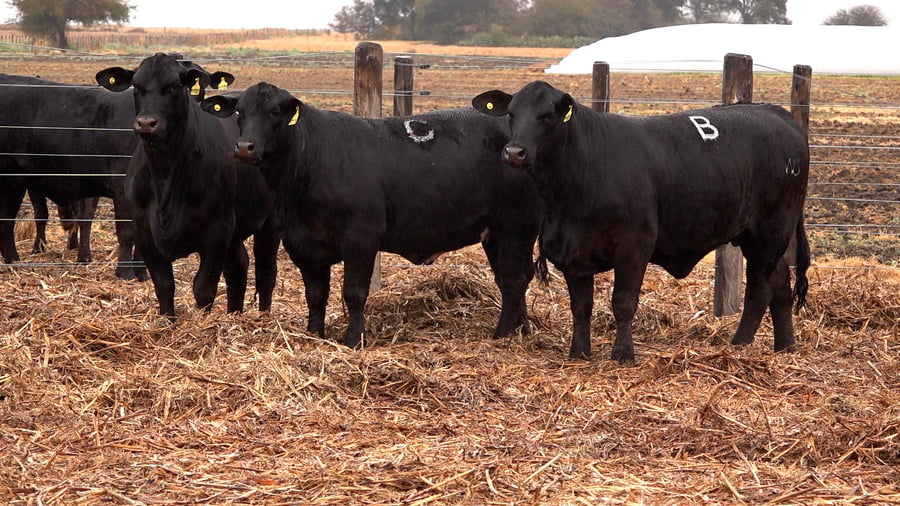 Lote VAQUILLONAS BRANGUS PREÑADAS Y CON SERVICIO de El Porvenir