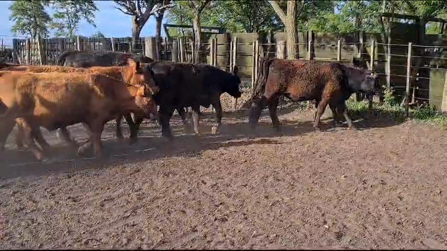 Lote 55 Novillitos en Las Flores, Buenos Aires