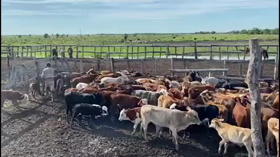 Lote 120 Vacas medio uso C/ cria en Pto. Eva Perón, Chaco