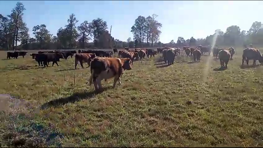 Imagen 2 del Lote Lote 50 Novillo Engorda en Fresia, X Región Los Lagos
