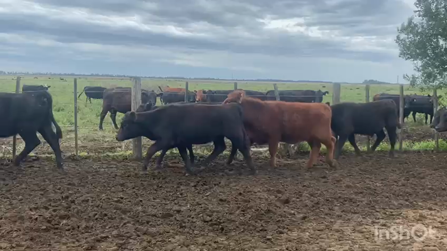 Lote 131 Terneras