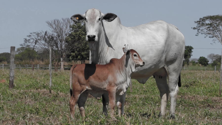 Lote LOTE 48