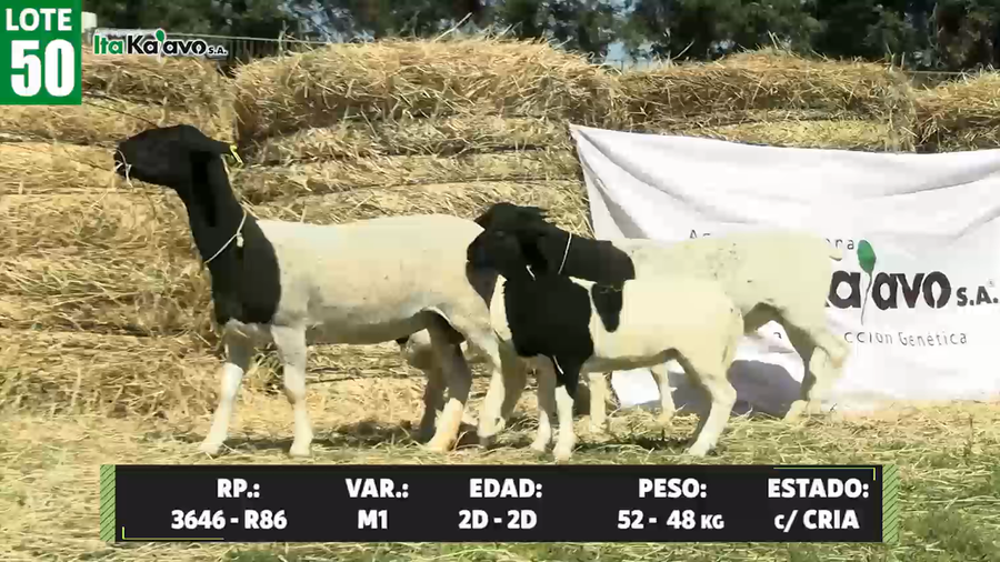 Lote LOTE 50